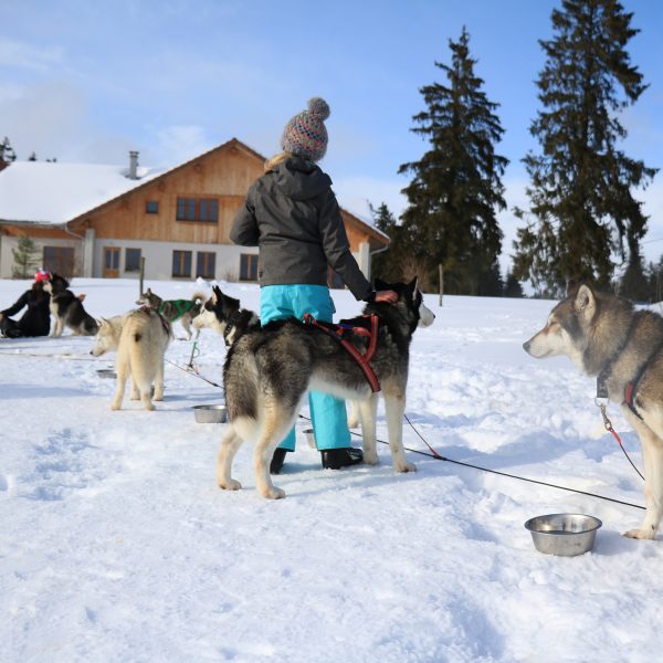 idées cadeaux pour prendre l'air chiens de traineaux pays-horloger- doubs-jura