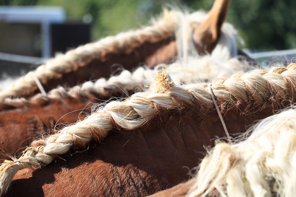 cheval comtois concours nationale maiche pays horloger