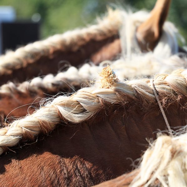 cheval comtois concours nationale maiche pays horloger