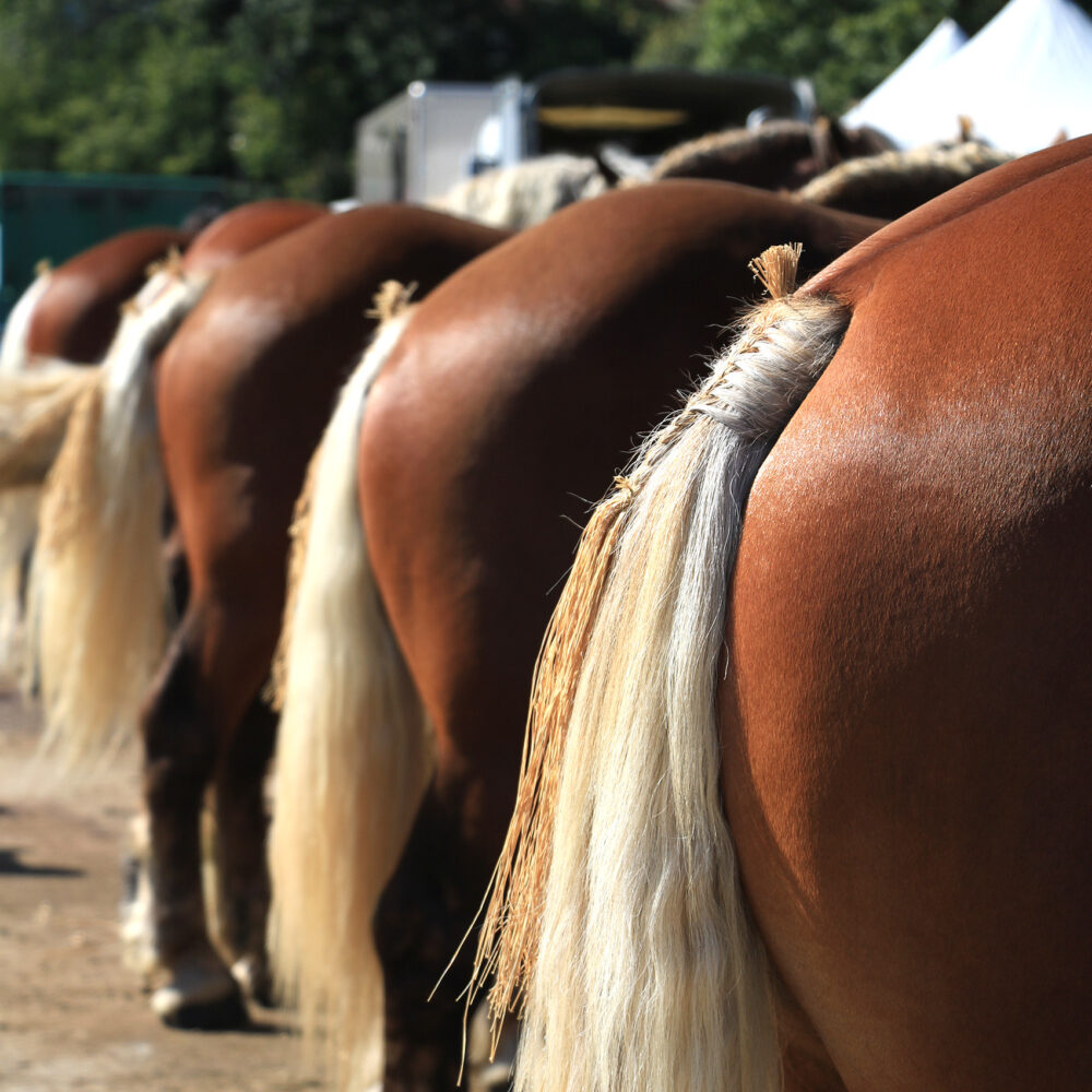 cheval comtois concours national maiche pays horloger