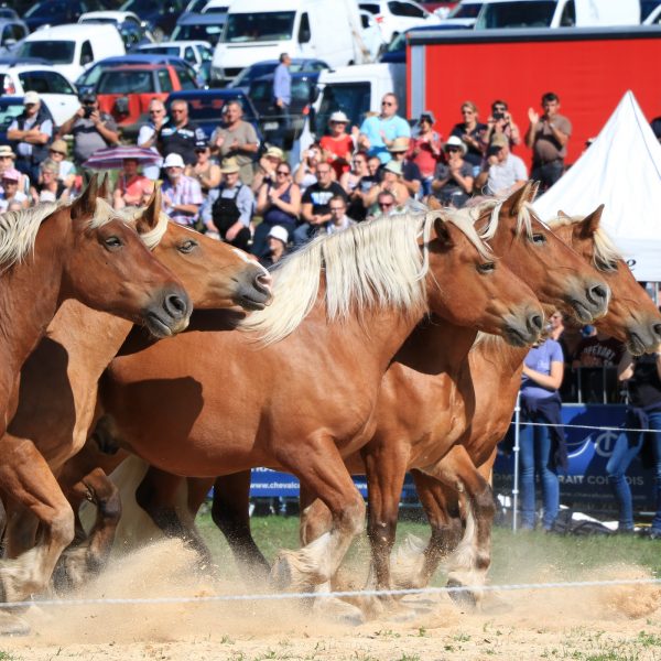 chevaux comtois spectacle dressage