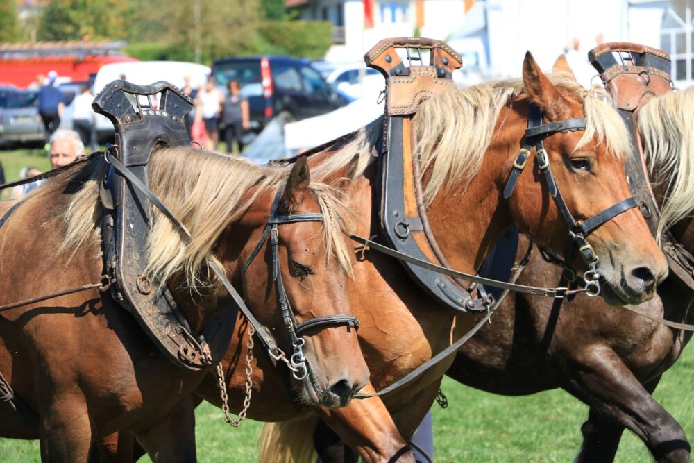 concours national cheval comtois maiche pays horloger