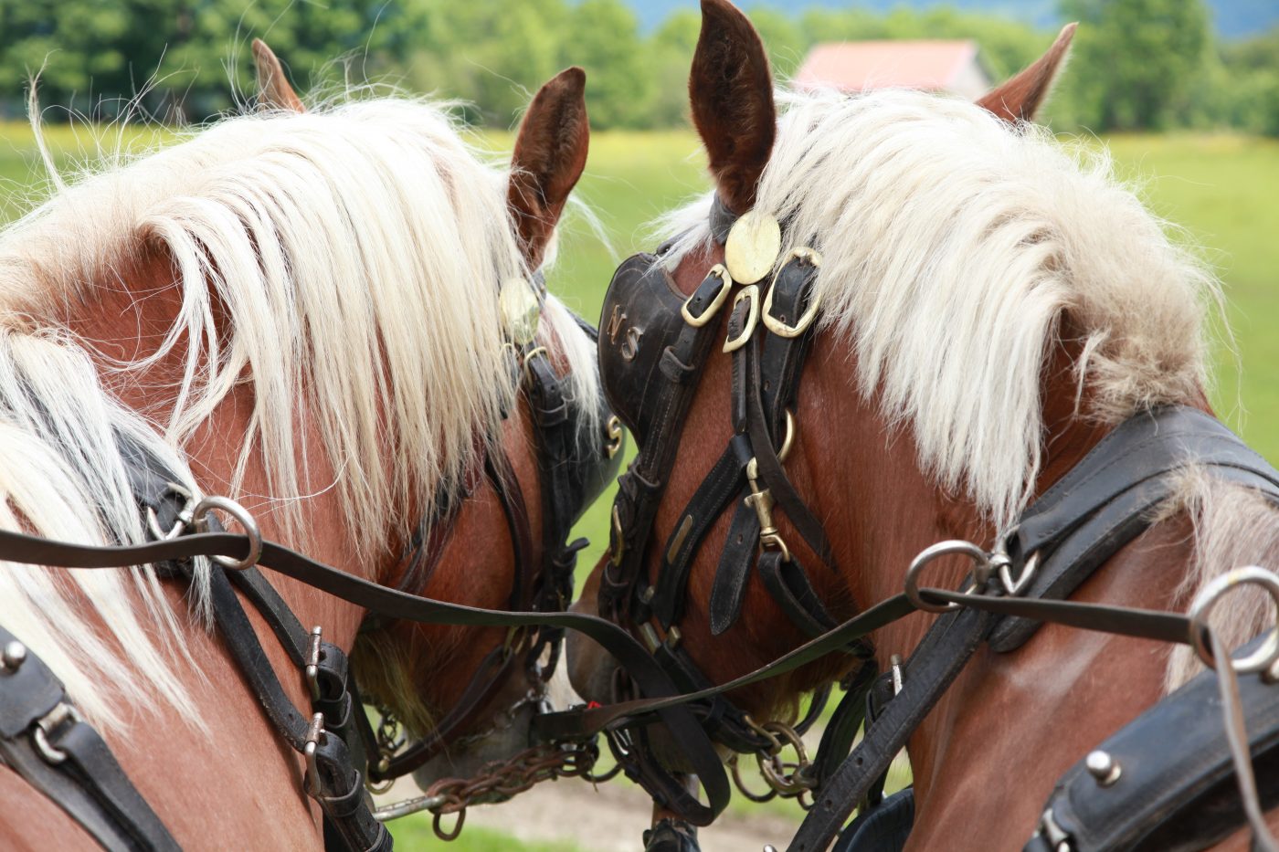Reitroute Pays horloger©Doubs Tourisme-Sophie Cousin Comtois Pferdekutschen pays horloger Doubs-Sprung