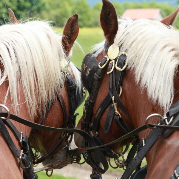 Reitroute Pays horloger©Doubs Tourisme-Sophie Cousin Comtois Pferdekutschen pays horloger Doubs-Sprung
