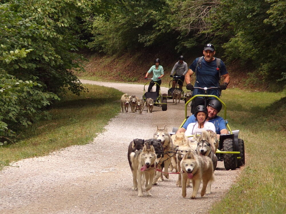 kart dog harnesses rock pierced winter activity without snow