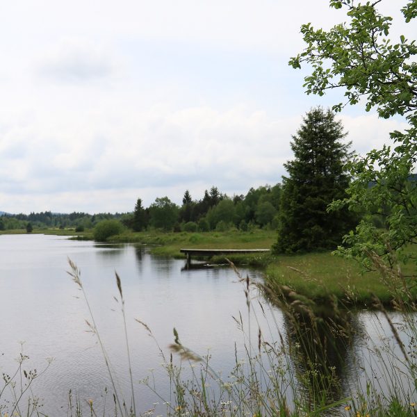 tourbieres etang noel cerneux bizot pays horloger doubs jura passerelle amnenagee