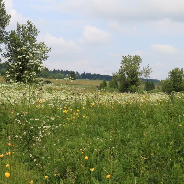 tourbieres etang noel cerneux bizot pays horloger doubs jura prairies fleurs flore