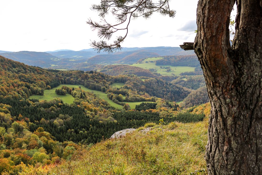 belvedere viewpoints pays horloger Doubs Jura fir trees