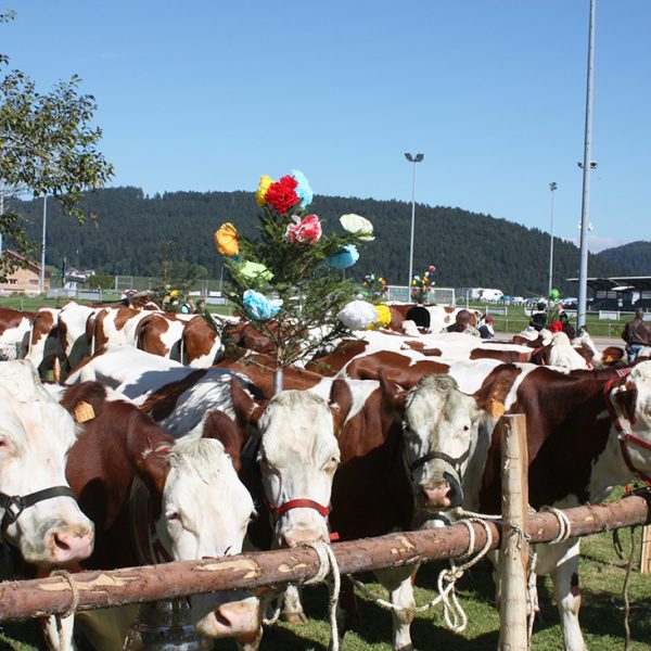 descent of the Montbeliard cows into the alpine pasture pays horloger Doubs Jura