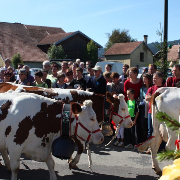 descent of the Montbeliard cows into the alpine pasture pays horloger Doubs Jura