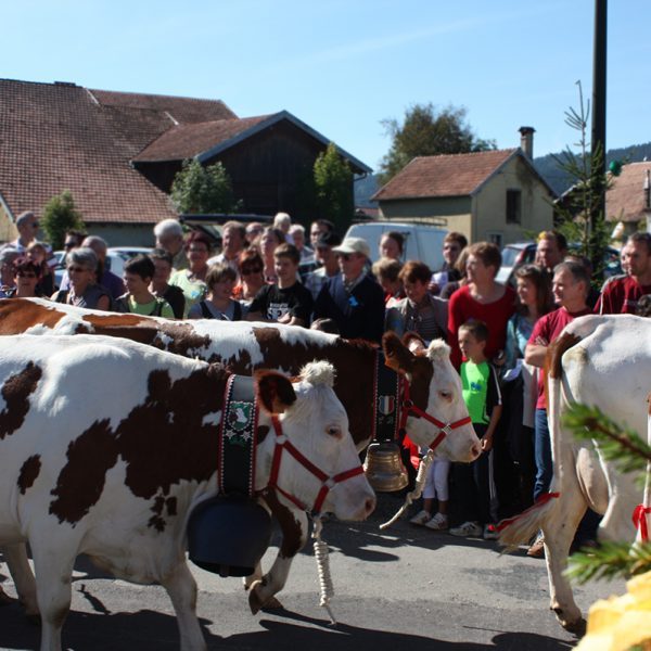 descente alpage vaches montbeliardes fete pays horloger doubs jura