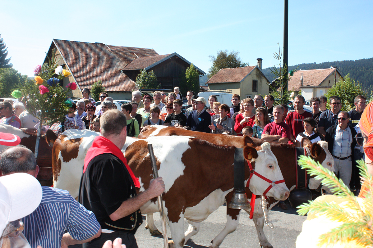 descent of the Montbeliard cows into the alpine pasture pays horloger Doubs Jura