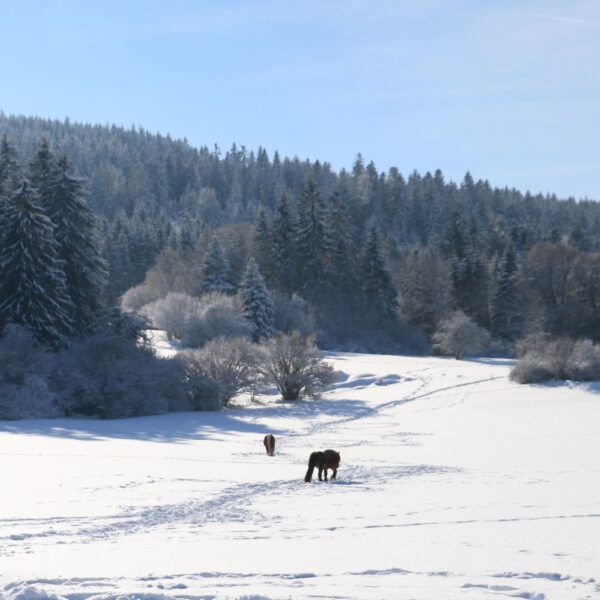 hiver neige paysage cheval pays horloger haut doub sjura