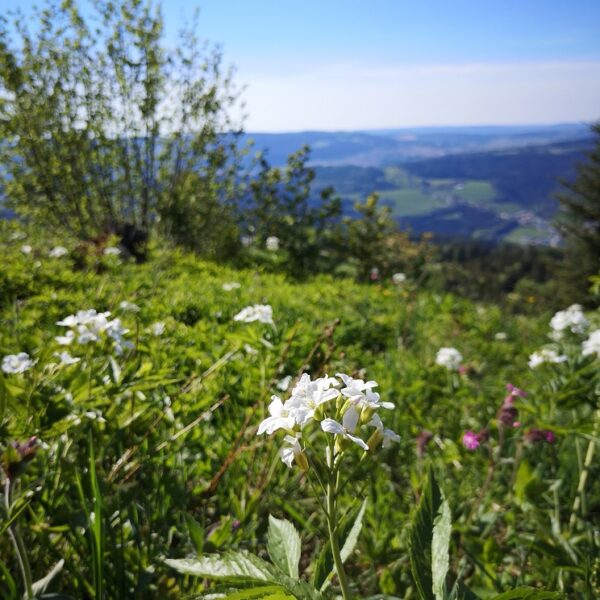nature meix musy pays horloger