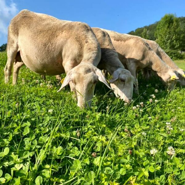Schaf Schafstall Käse pays horloger