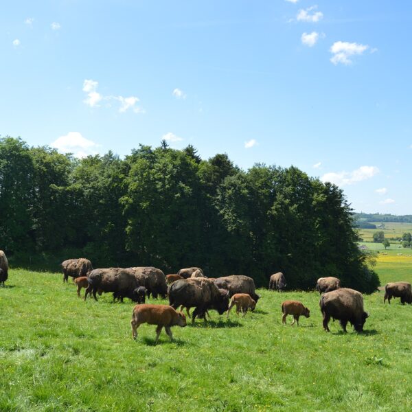 bisons sachuron visite élevage animation pays horloger jura