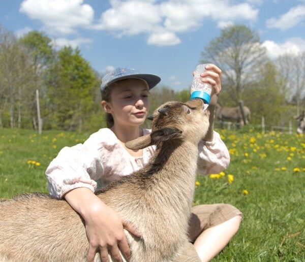 ferme chèvre nourrir visite enfants