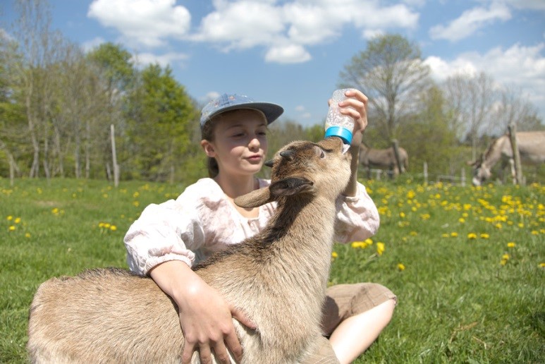 ferme chèvre nourrir visite enfants