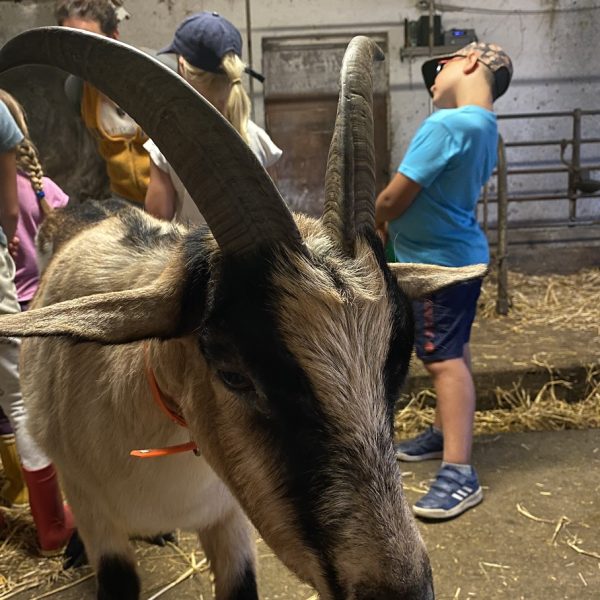 ferme découverte barboux animations enfants pays horloger