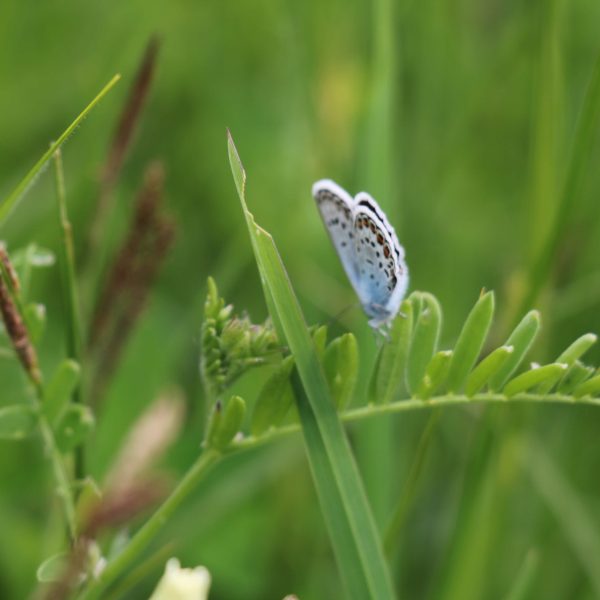 papillon insecte tourbière pays horloger