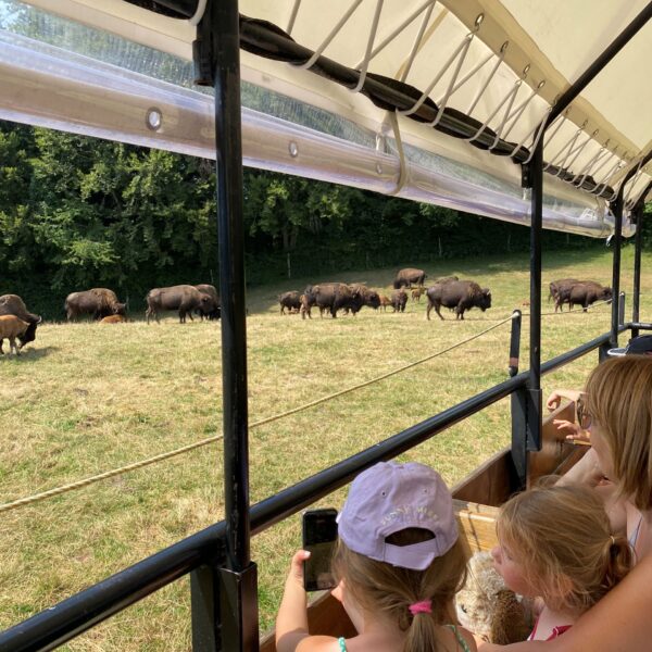 Bisonwagenfamilie besucht Feld pays horloger