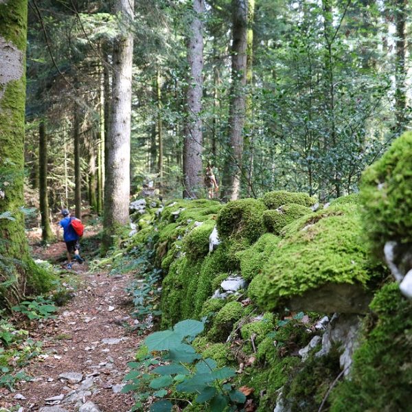 Waldspaziergang Sommer pays horloger