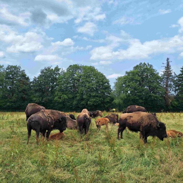 bisons du sachuron pays horloger