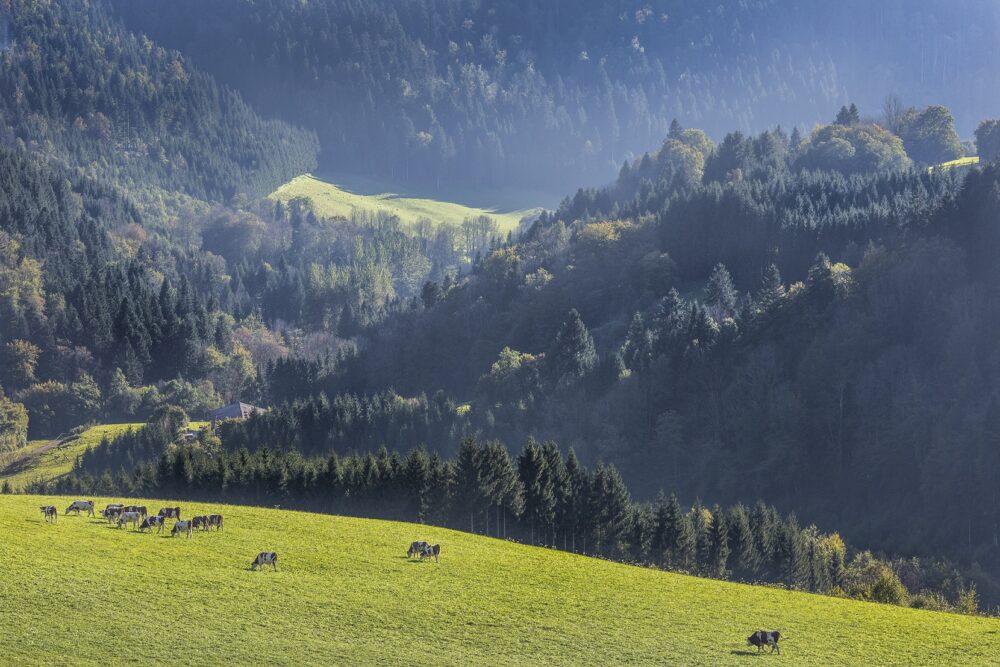 paysage jura vaches foret sapin pays horloger