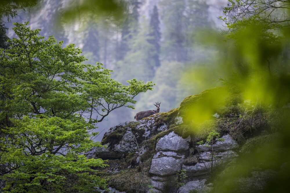 gemzengebergte bos pays horloger Doubs Valleien Jura Park