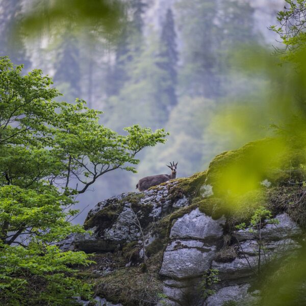 Gämse Berge Wald pays horloger Jurapark Doubs-Täler
