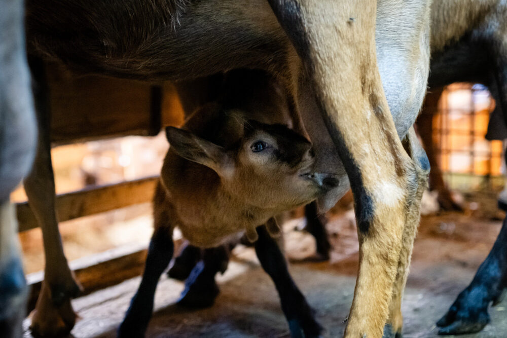 Ziegenstall pays horloger Porträt