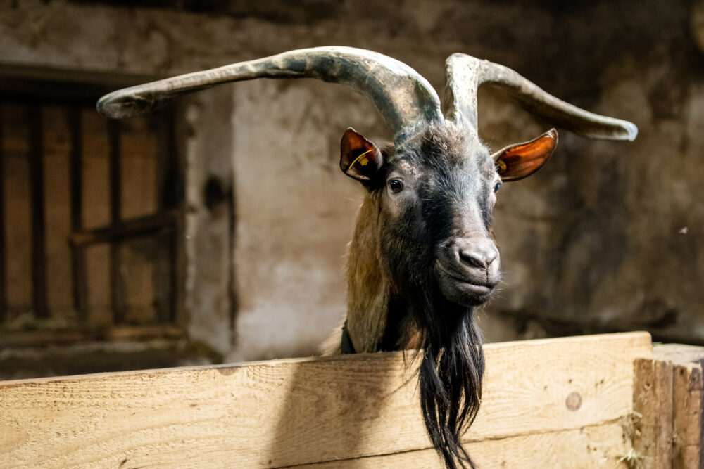 geitenboerderij barboux stal pays horloger