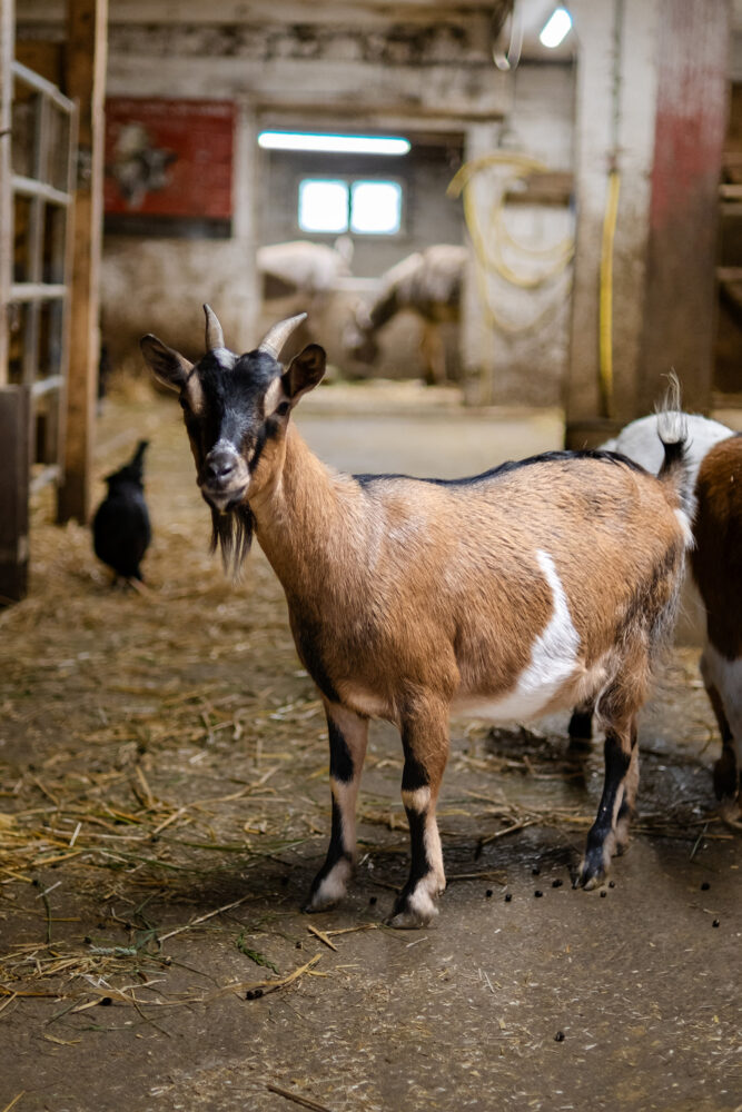 Dominique Rondot Barboux boerderijgeitenstal pays horloger
