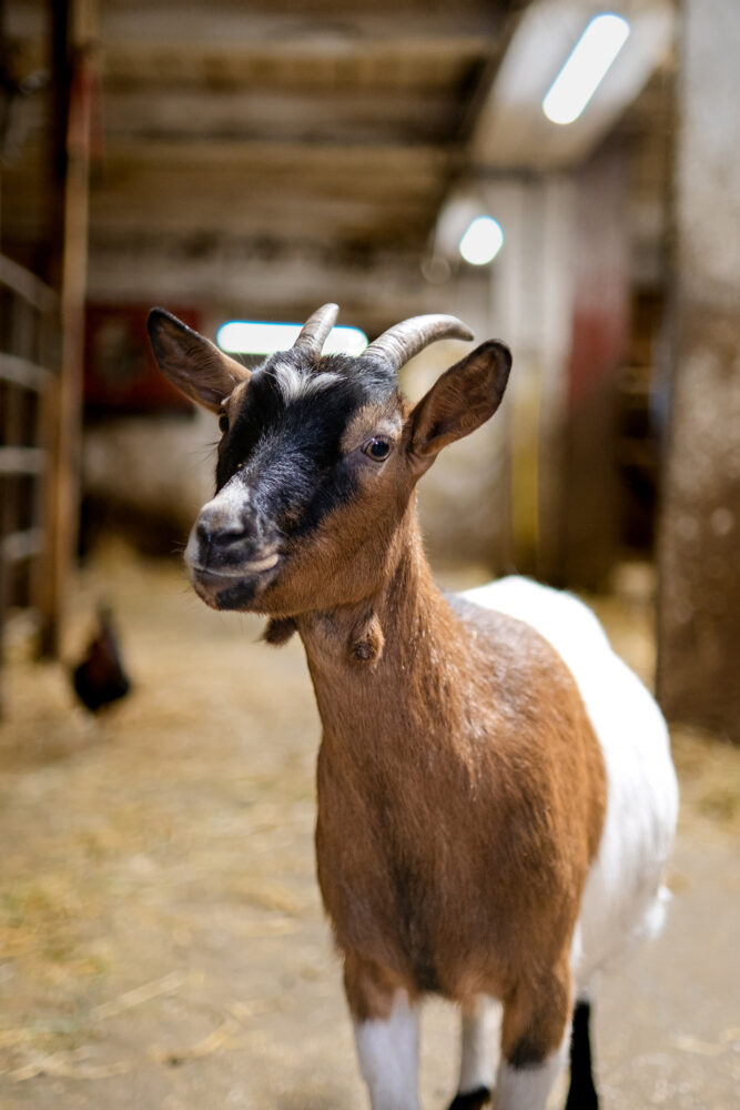 Dominique Rondot Barboux boerderijgeitenstal pays horloger