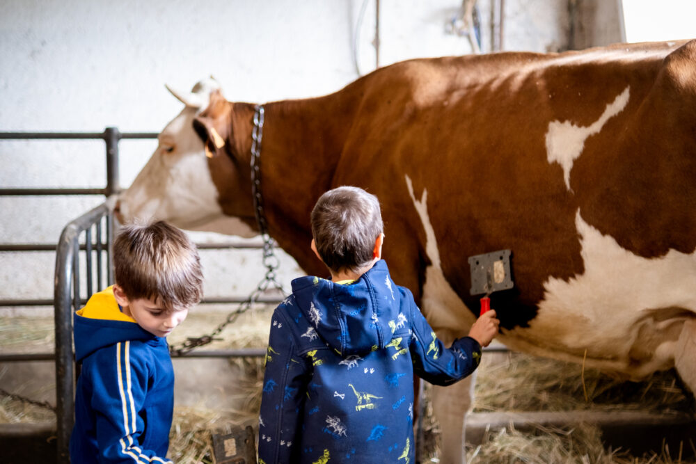 Barboux boerderij koe kinderstal pays horloger