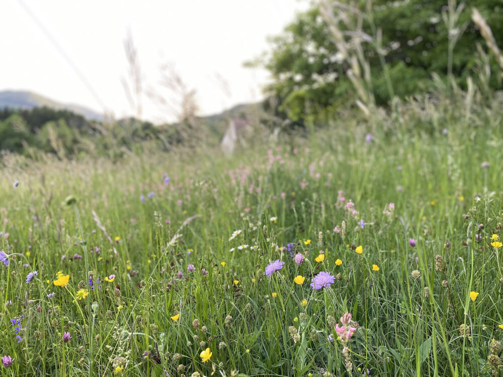 landschapsbloemen pays horloger