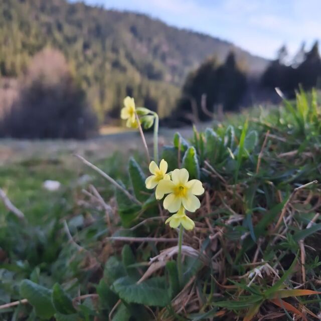 Ça pousse gentiment dans le Pays Horloger 🌼🌿

#payshorloger #tasmeilleurtemps #pnrdoubshorloger #doubstourisme #visitdoubs #montagnesdujura #bourgognefranchecomte_tourisme #sortezchezvous #printemps